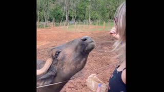 feeding a Buffalo 🐃 🤩