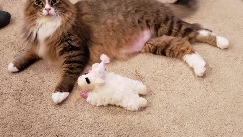 Petunia And Her Baby Lamb Chop (Featuring Petunia The Norwegian Forest Cat)