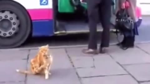 Cat love Ride with Bus and Never Get Lost