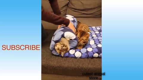 Cute Pets And Funny Animals Compilation