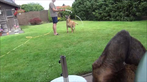 Young dog is crazy about the water hose