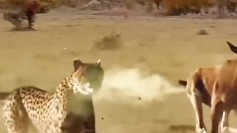 The leopard chases and loses confidence. Leopard Attack