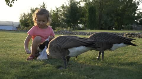 Little girl feeding wild geese