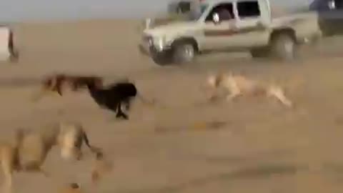 Deer and dog race