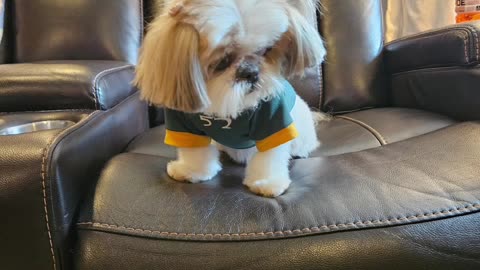 Rosie The Shihtzu Puts On Her Game Face