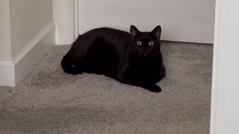 Adopting a Cat from a Shelter Vlog - Cute Precious Piper is an Office Manager and a Security Guard