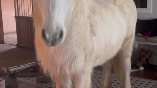 Hrimnir an Icelandic Horse Breaks into House
