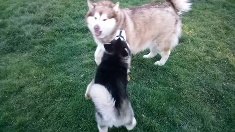 Pt: 3 Malamute's.. Avalanche submitting Luna and Luna digging and eating grubs and worms.