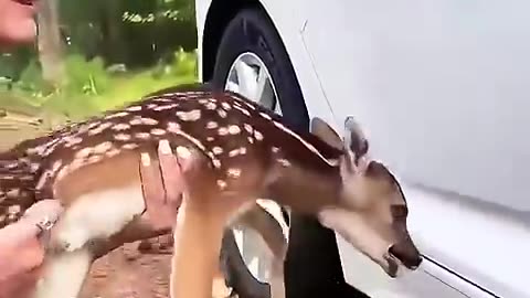 Young lady rescued a fawn and then adopted it #shorts😍❤😍💕