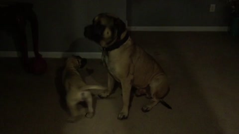 English Mastiff Puppy picking on kitten