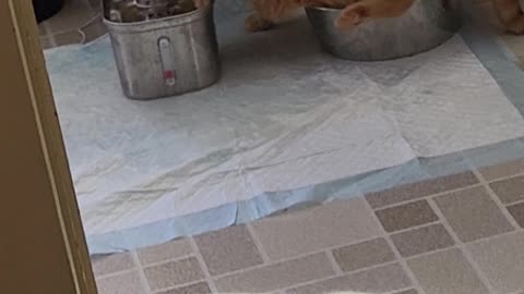 Clumsy Orange Cat Creates Chaos With Water Fountain