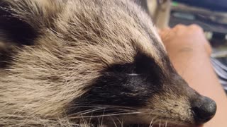 Raccoon Purrs While Cuddling With Caretaker