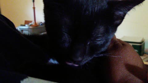 Adorable kitten tongue flicker