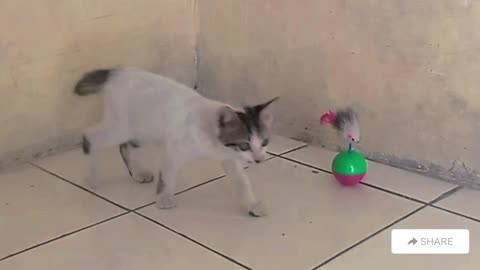 Zura kitten vs passionate toys