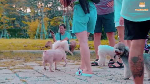 Cute Alaska Puppies Enjoying Relaxing Time And Playing On Vung Tau Park | Viral Dog Puppy