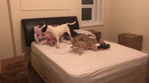 William the whippet delights as he zooms around Hermione the English Bull Terrier.