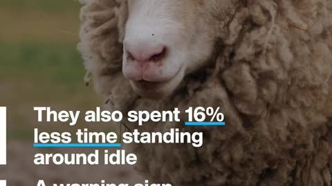Solar panels on farms make sheep happier and healthier