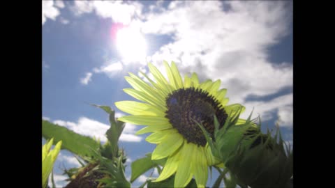 Giant Love Giant Sunflower July 2022