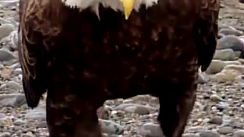 Bald Eagle Want To Fly