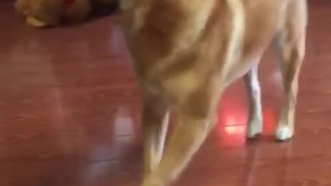 Funny Animals Dog Dancing