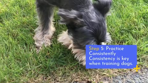 How To Train Your Dog To Learn New Tricks