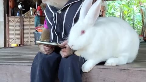 rabbit and monkey friendship