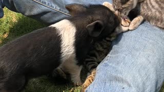 Cute Piglet Helps to Clean Kitty