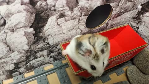 Hamster escapes the awesome maze for Pets in real life 🐹 in Hamster stories Part 3