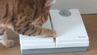 Clever Cat Gets to Food