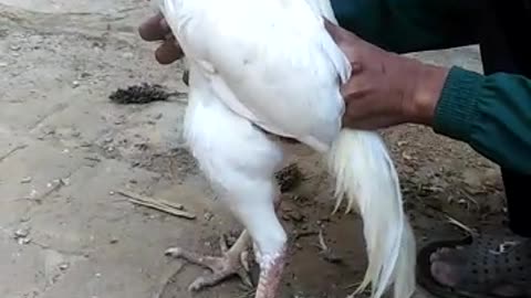 Beautiful White Rooster 🐓 Video By Kingdom of Awais