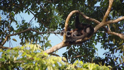 The Call of the Wild Nighttime Serenades of Jungle Inhabitants