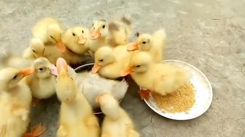 Best Baby Duck Compilation