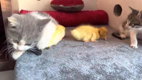 When a kitten and a duckling share a bed