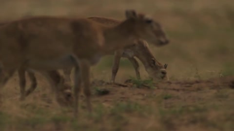 The Saiga Antelope: Endangered | Animals | Stock Videos