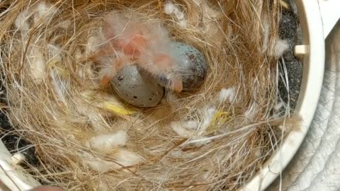 Hand Feeding Baby Birds (Canary & Gouldian Finch)