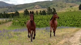 "Horses make a landscape look beautiful."