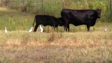 Cattle Egrets Following Cattle and Calf Nursing From It's Mother