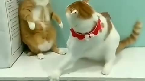 Cute cat fight 🤣