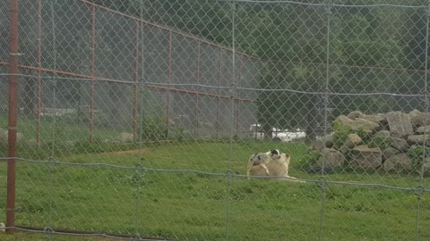 Lion isn't Amused by Dogs Efforts
