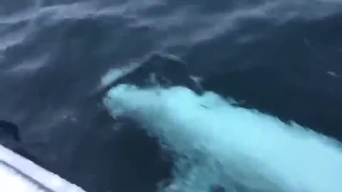 This man is playing fetch with a Beluga Whale