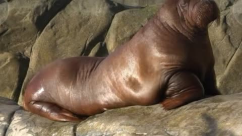 Sealion