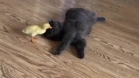 That's so cute play with duck