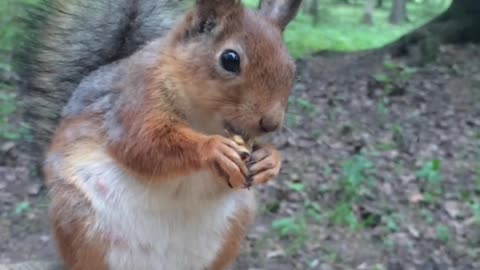 Squirrel eats nuts