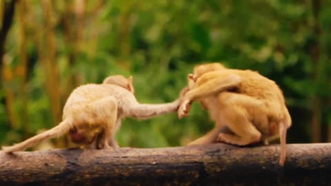 Funniest Monkey - cute and funny monkey videos 2024 Full HD
