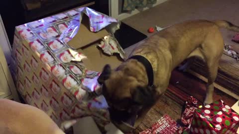Excited English Mastiff opens Christmas present