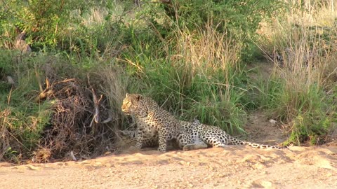 Female leopard adamantly begs grumpy male for attention