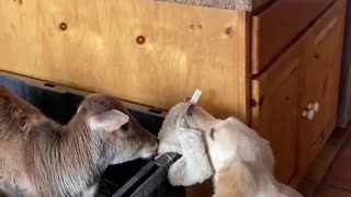 Puppy Wants To Share His Toy