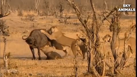 Intense Lion vs Buffalo Battle: Unpredictable Clash Between Two African Powerhouses