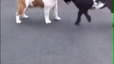 Goat vs dog very instant