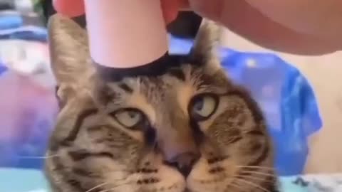 Cat getting a head massage! #cat #cats #cutepet #catlover #pet #love #cute #kitten #kitty #meow